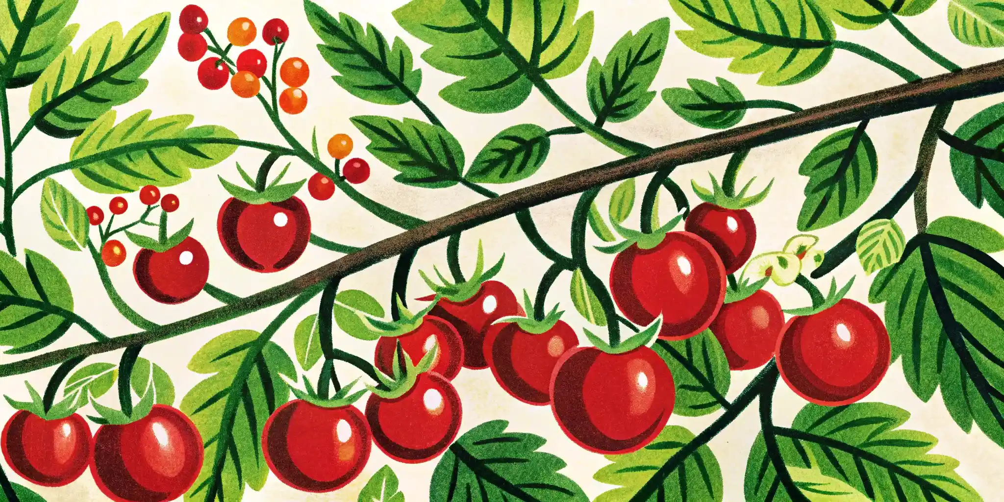 a branch of cherry tomatoes